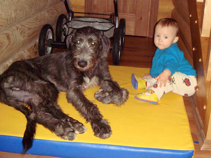 http://www.irishwolfhound.ru/08Janv08Barkhat08.jpg