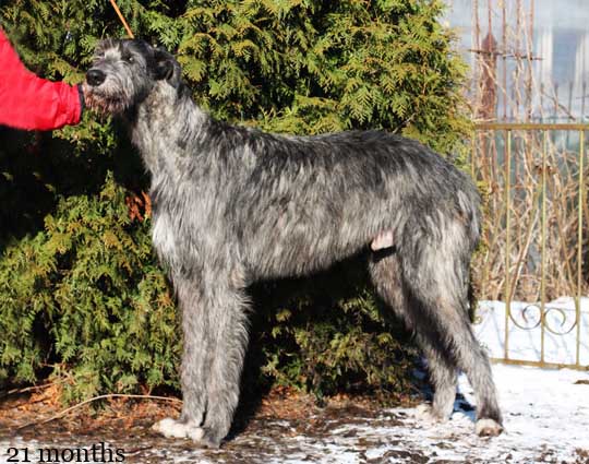 http://www.irishwolfhound.ru/amulet1.jpg