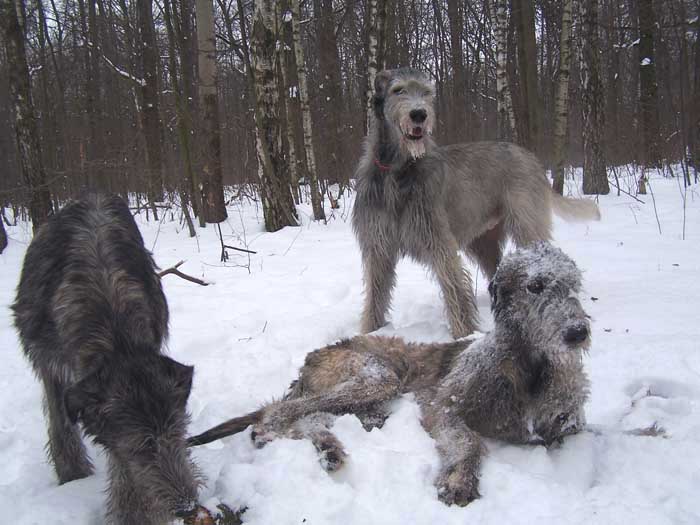 http://www.irishwolfhound.ru/fotoFebr08.jpg